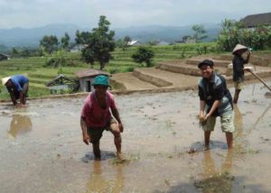 Siska menjadi teman bagi petani Siska menjadi teman bagi petani